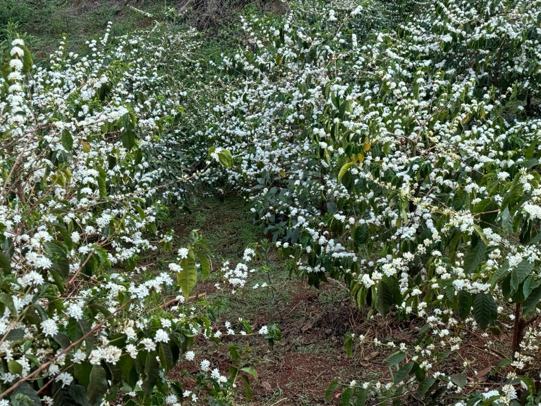 Arabica coffee flowers blooming on the farm in Mbinga