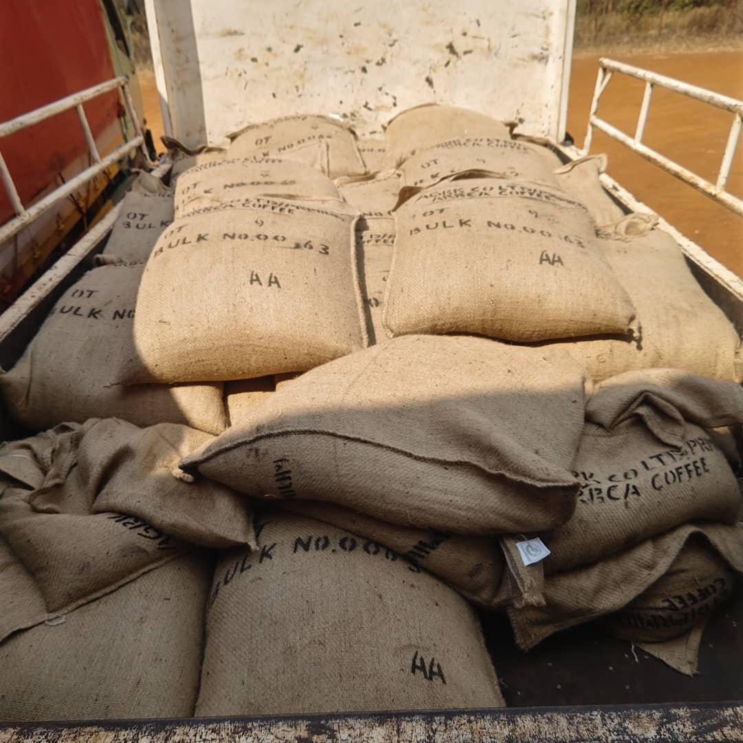 AA grade coffee sacks ready for export